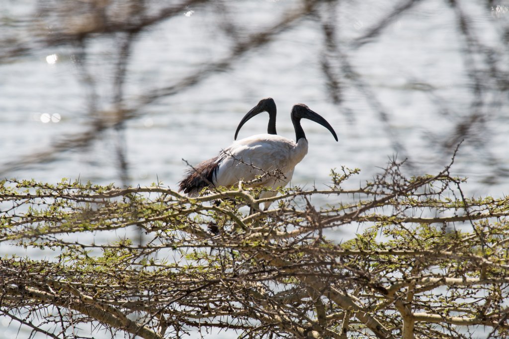 Sacred Ibis