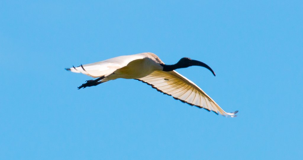 Sacred Ibis