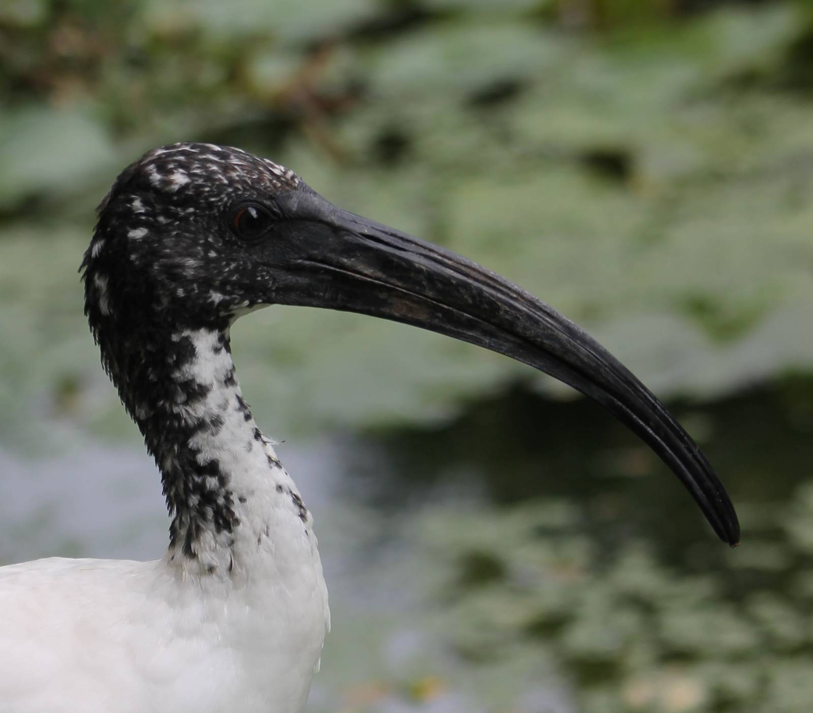 Sacred ibis