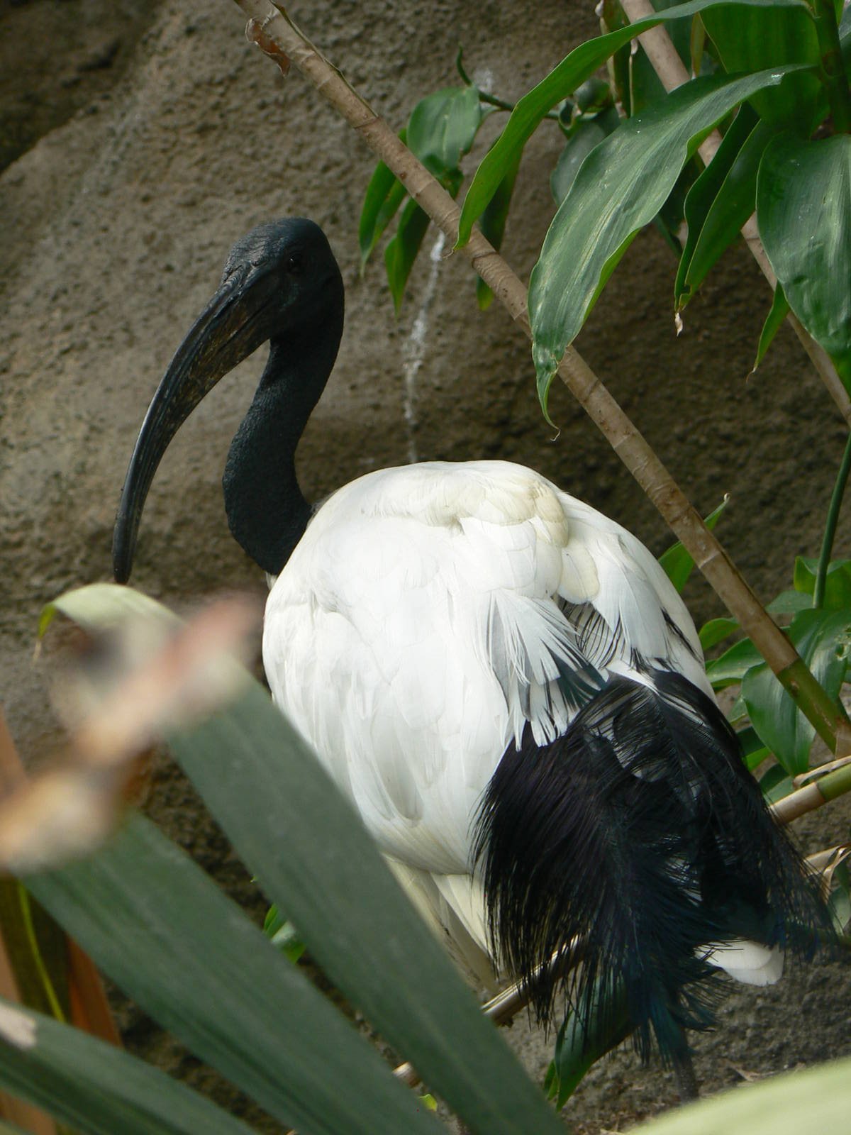 Sacred Ibis