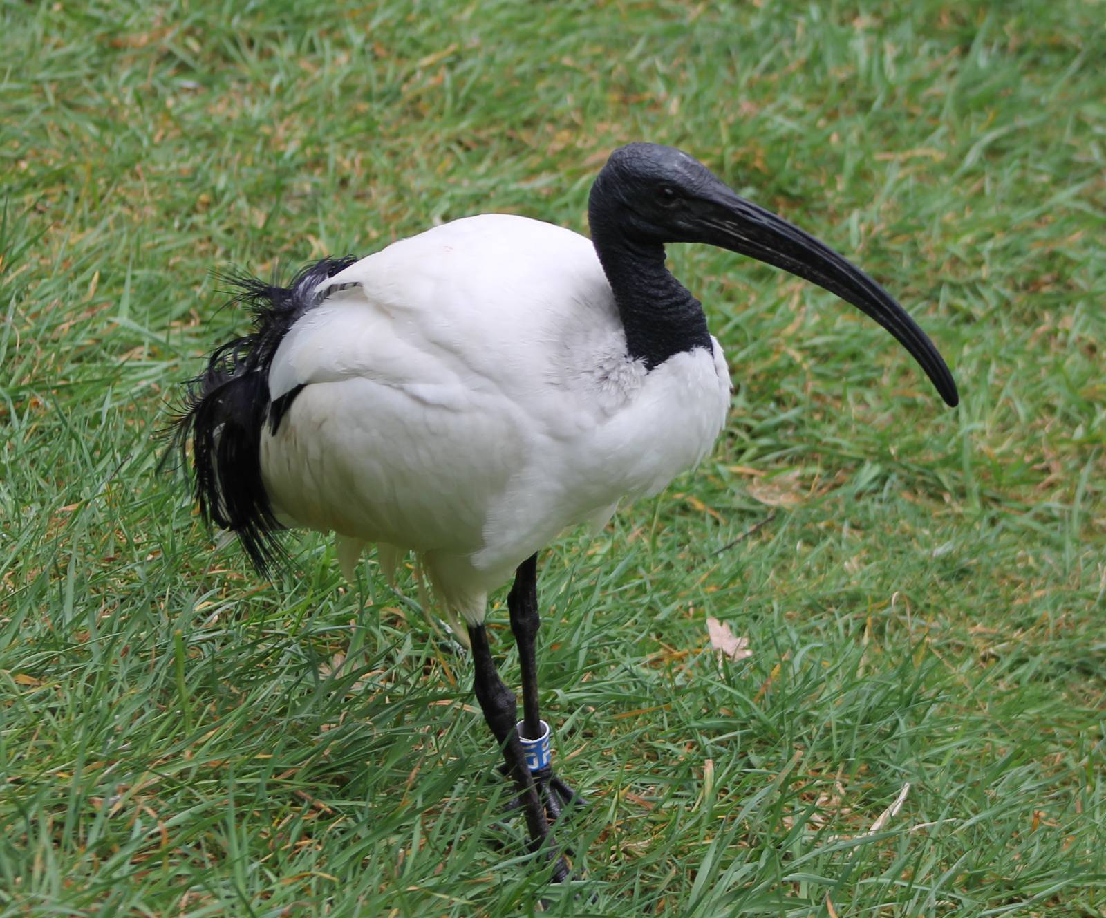 Sacred ibis