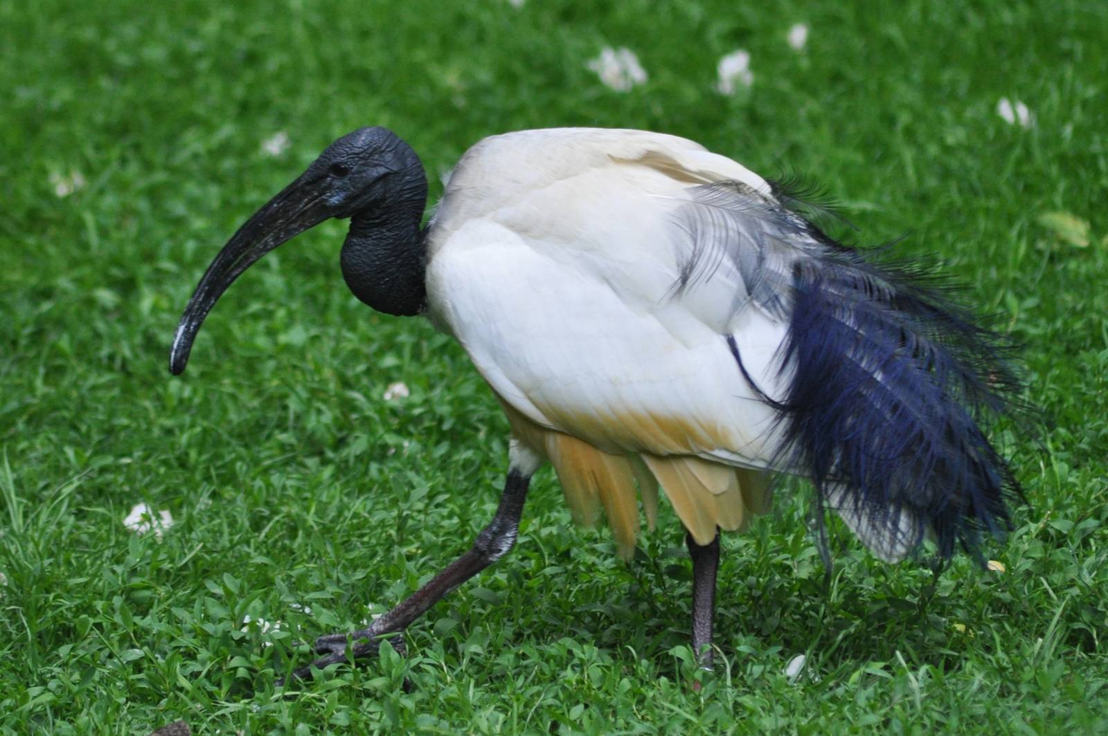 Sacred Ibis