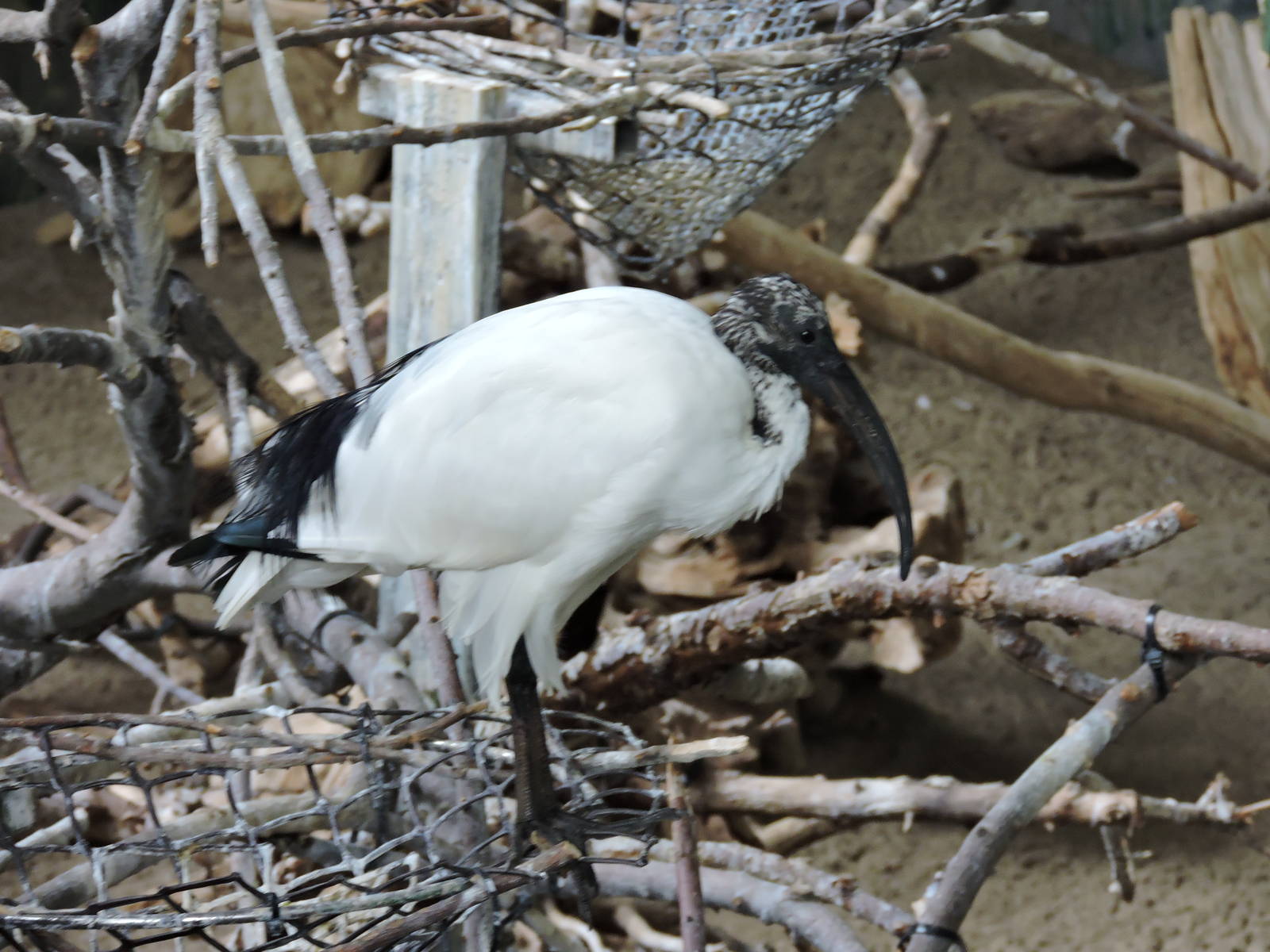 Sacred Ibis