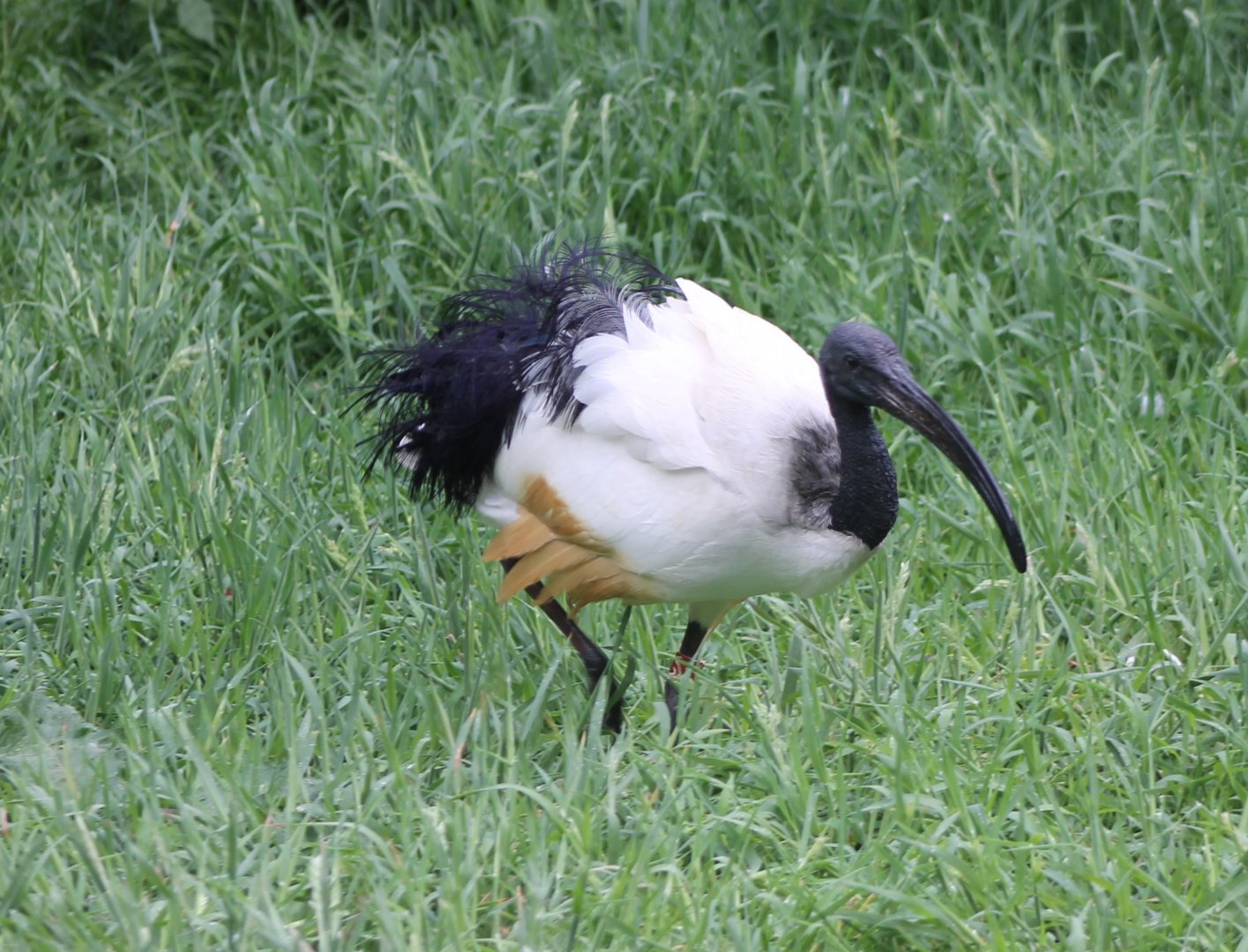 Sacred ibis