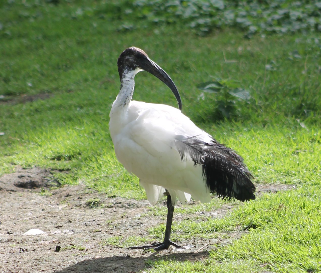 Sacred ibis