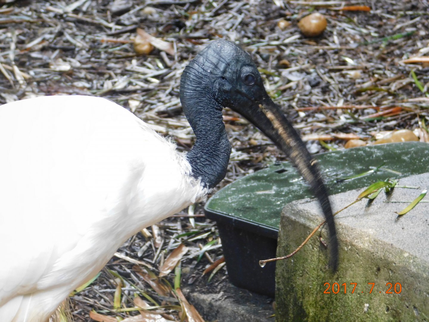 Sacred Ibis