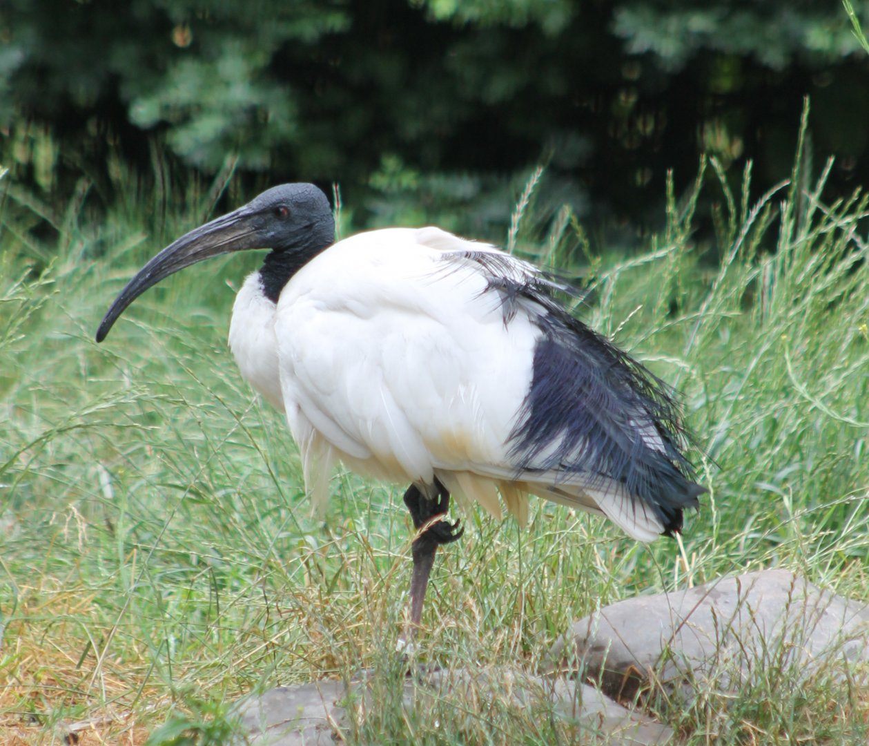 Sacred ibis