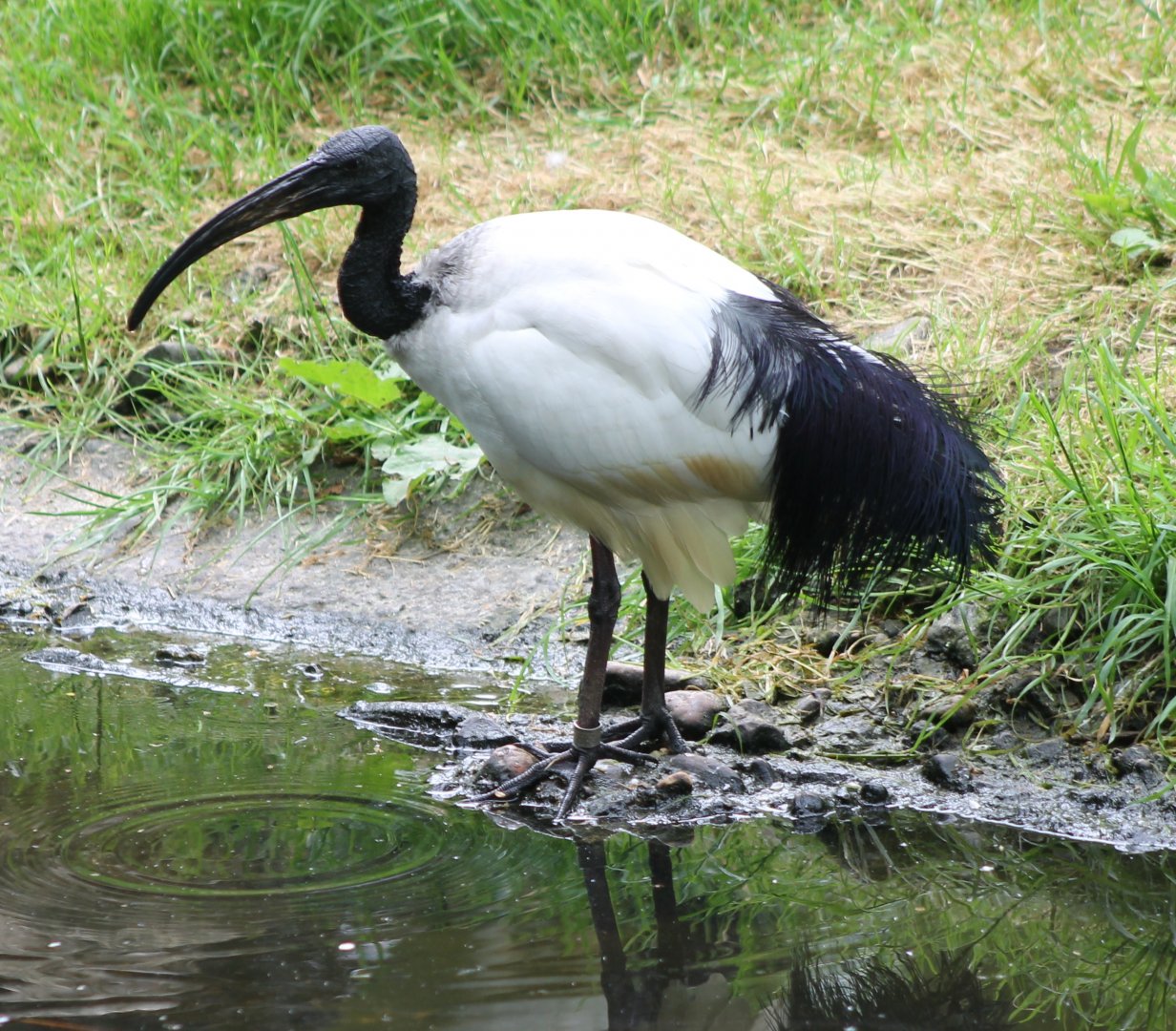 Sacred ibis