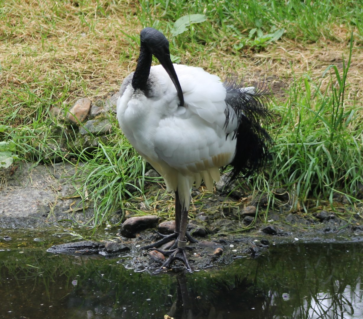 Sacred ibis