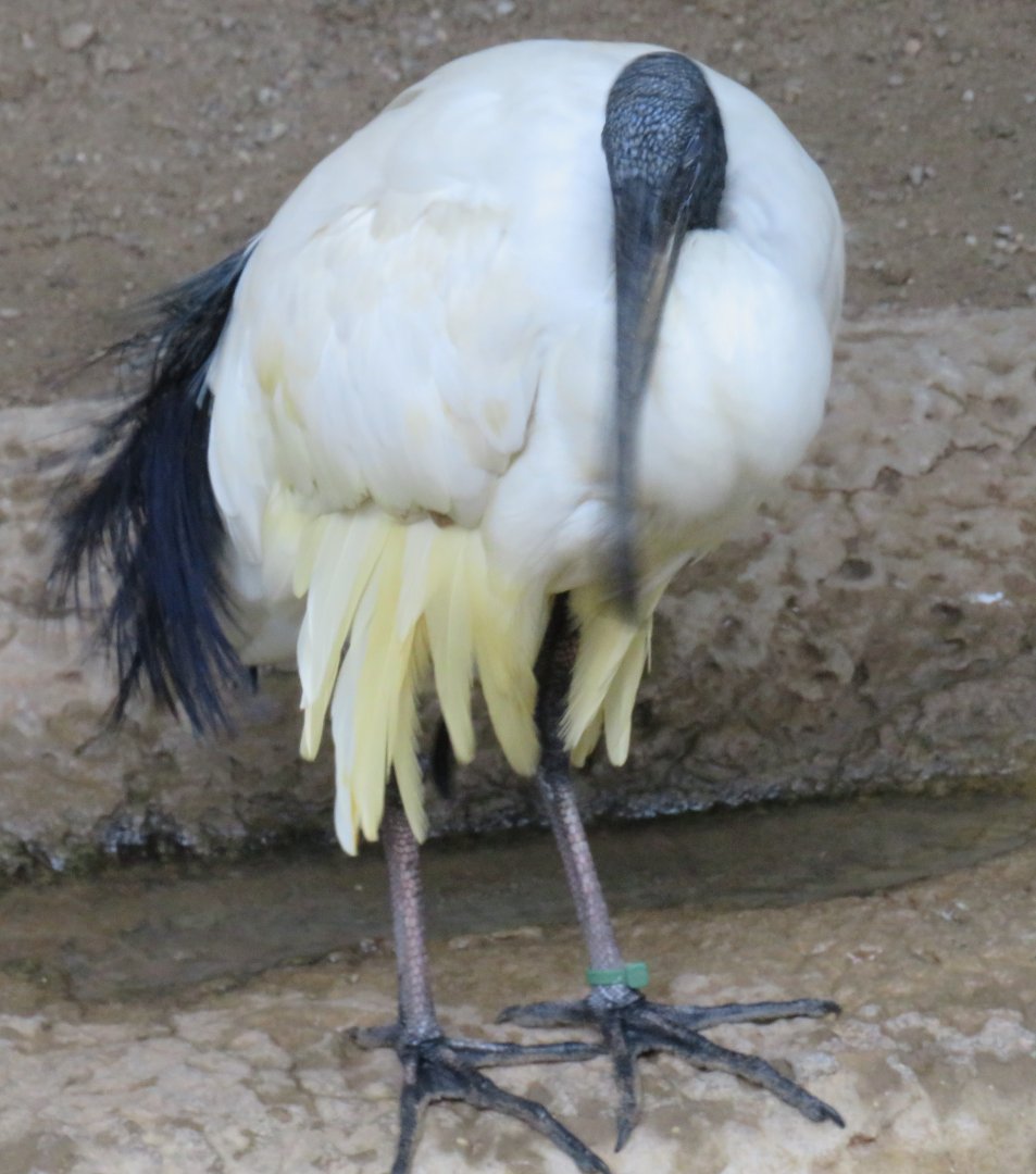Sacred ibis
