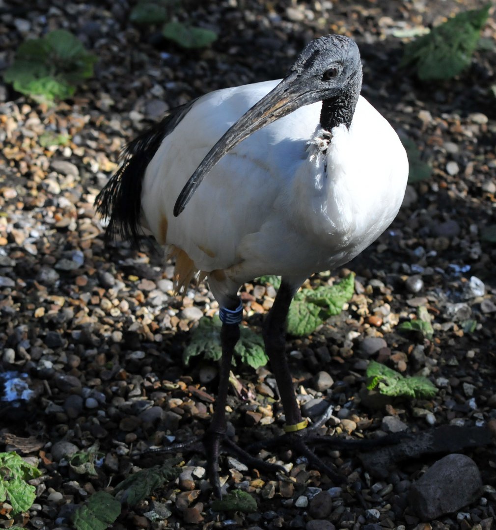 Sacred Ibis