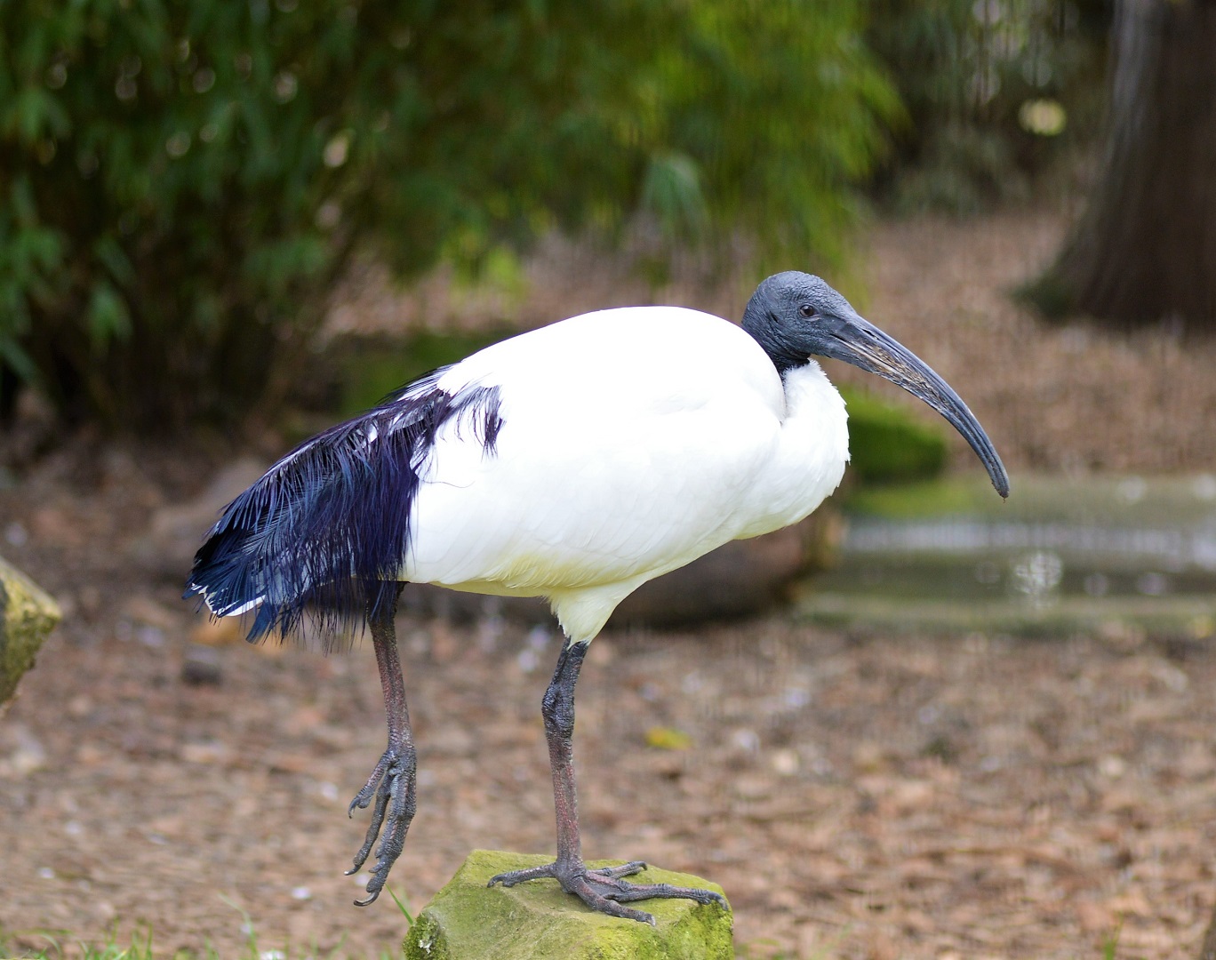 Sacred ibis