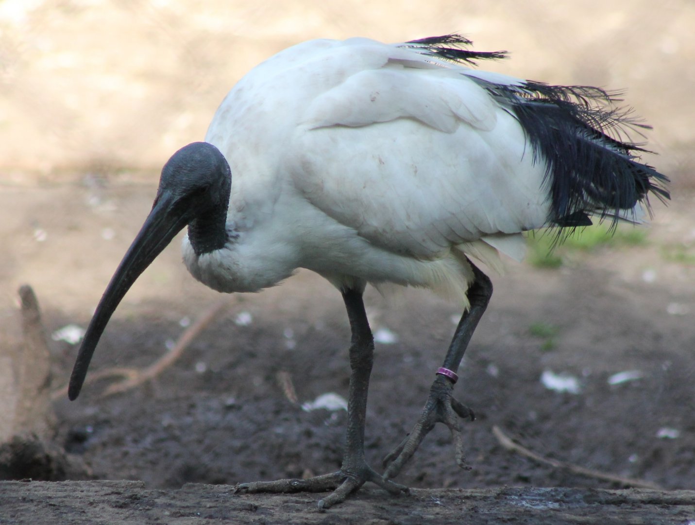 Sacred ibis