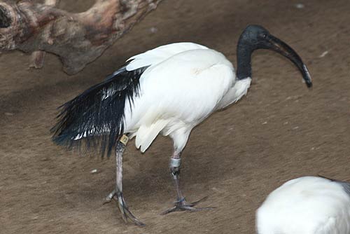 Sacred Ibis