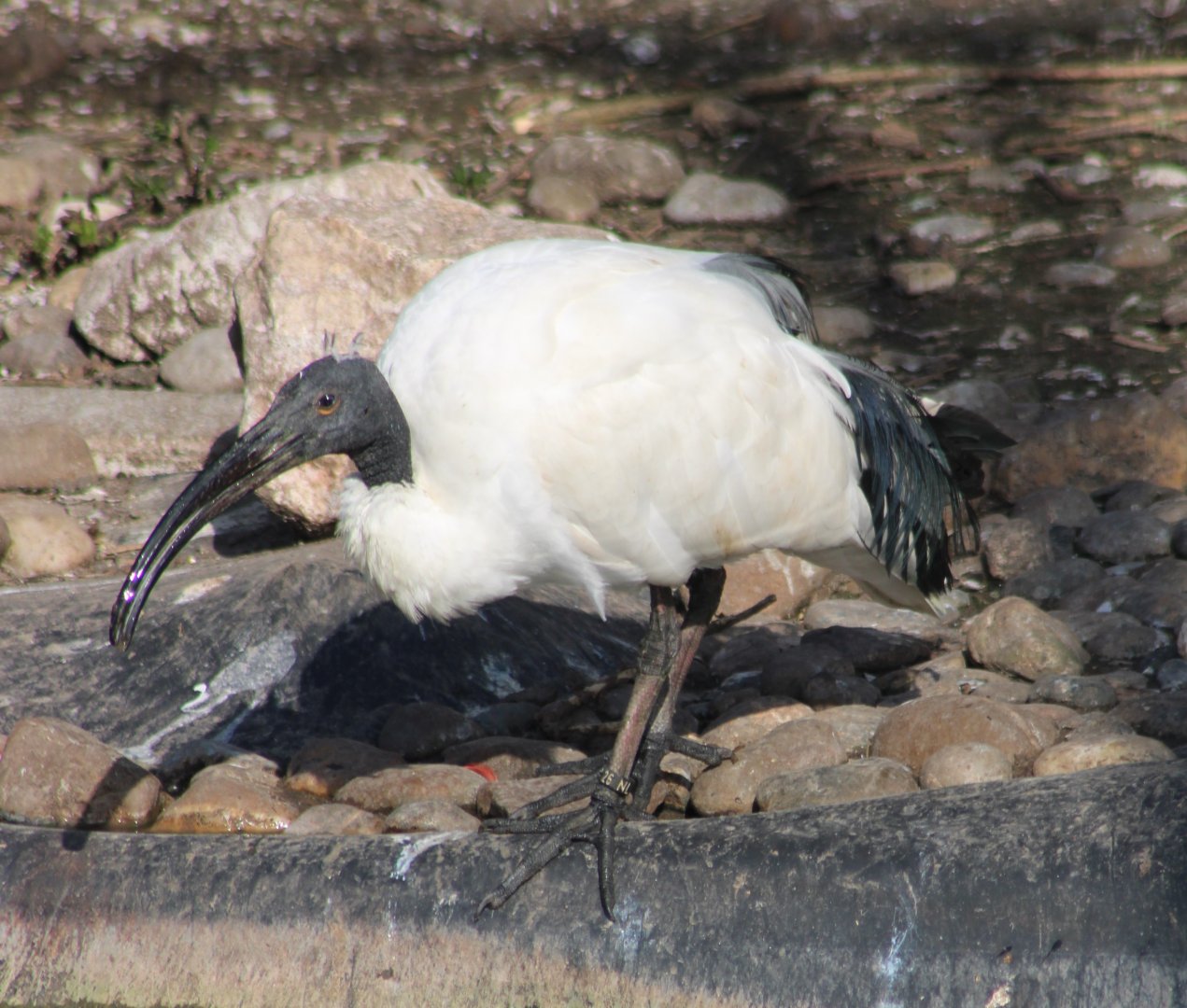 Sacred ibis