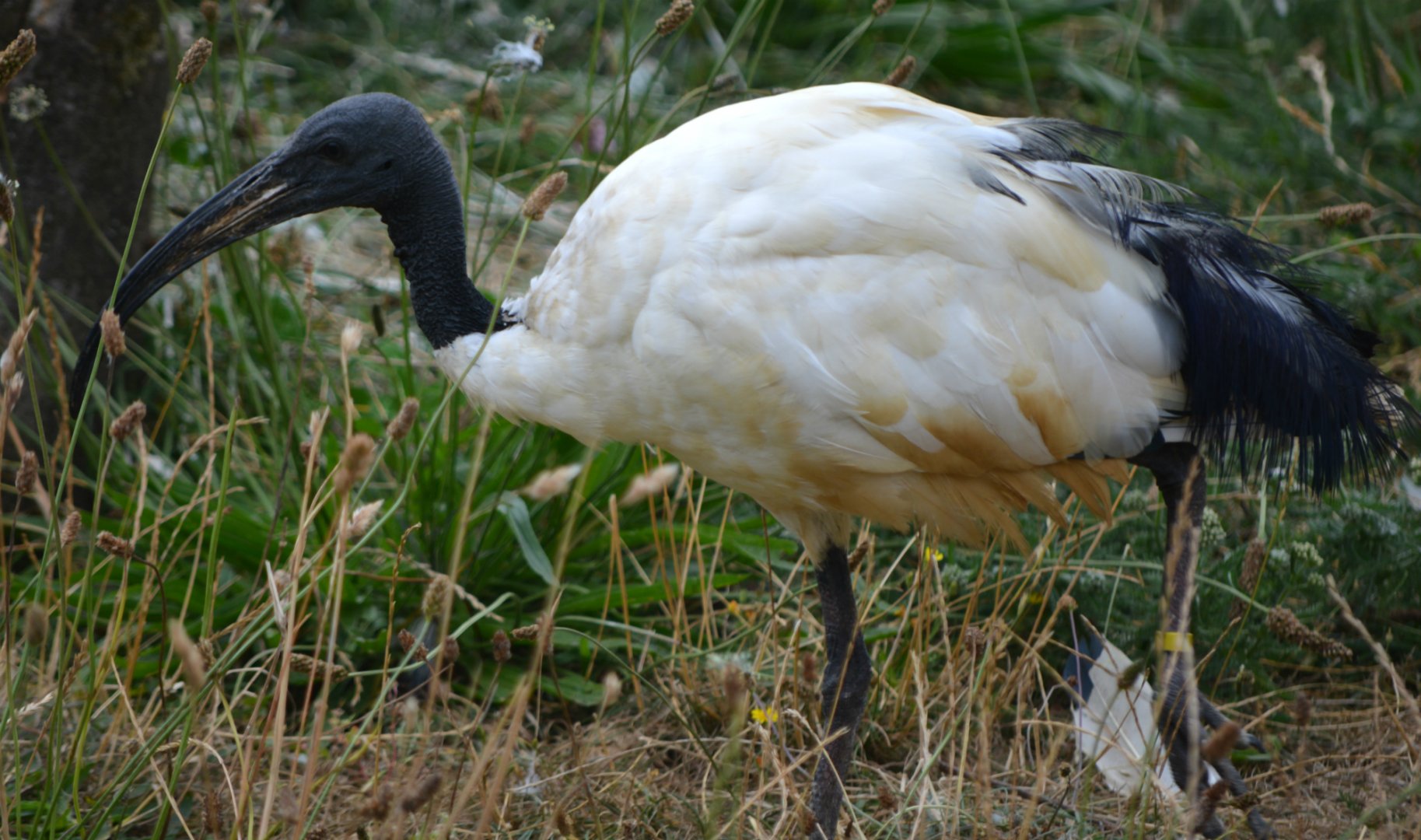 Sacred Ibis
