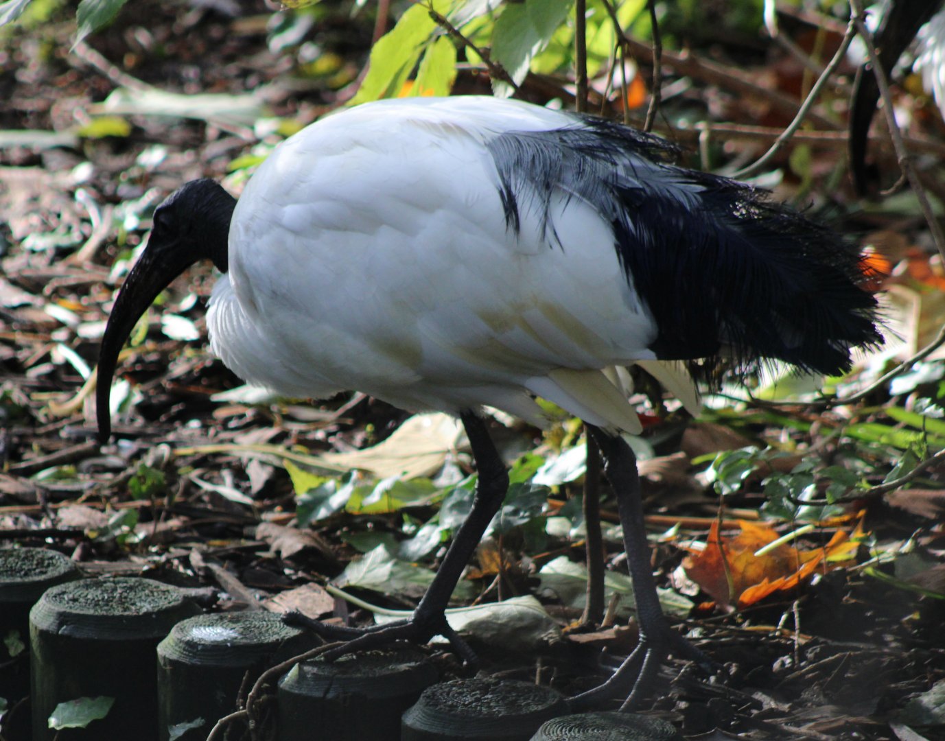 Sacred ibis