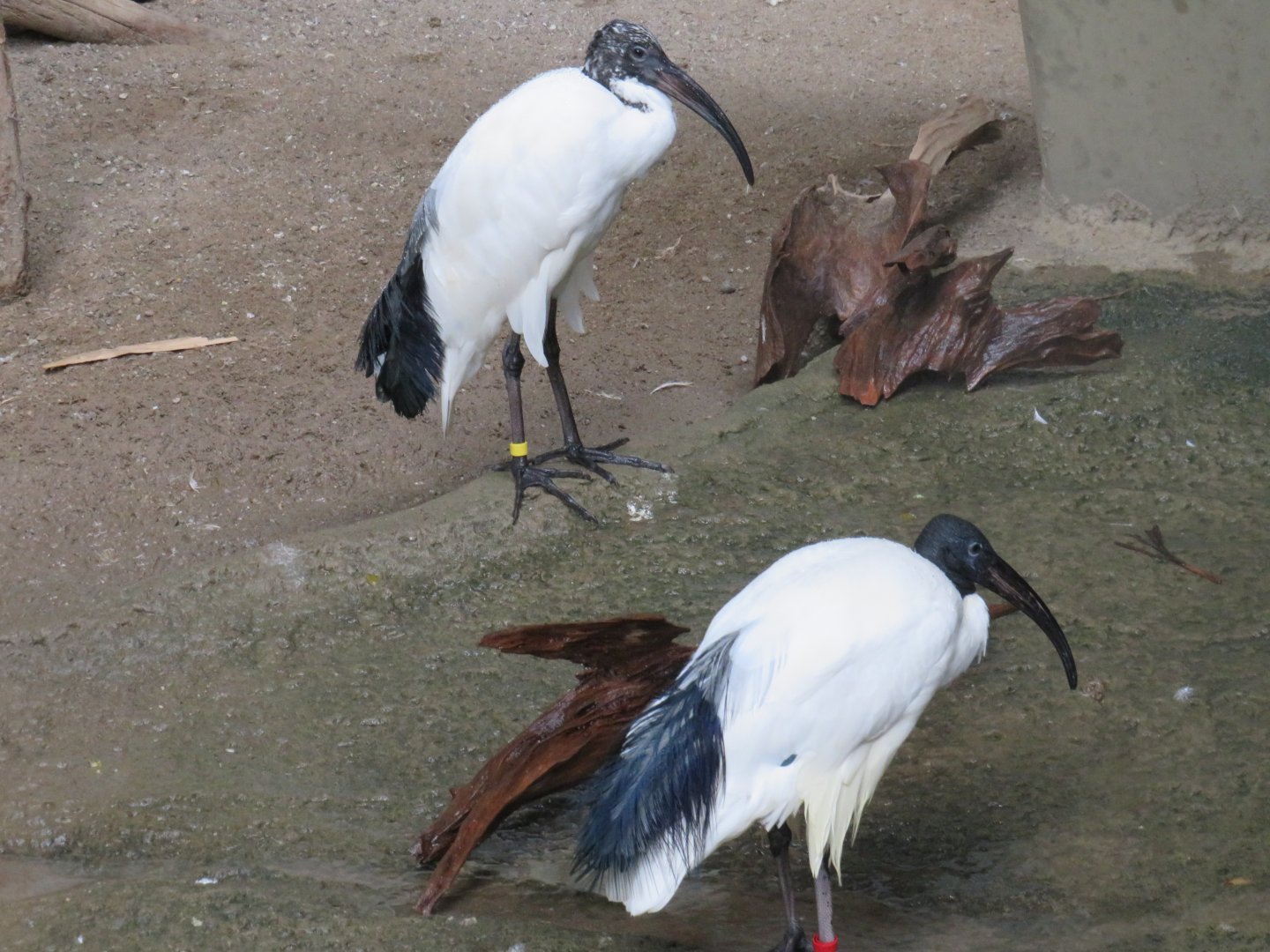 Sacred ibis