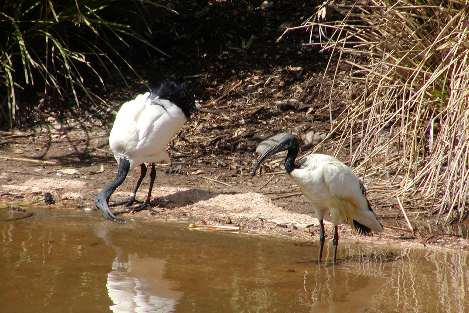 Sacred Ibis