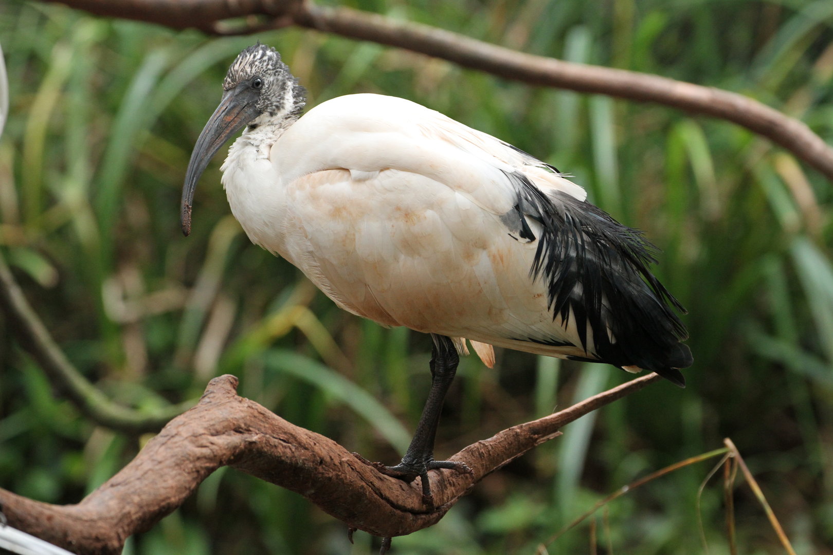 Sacred Ibis