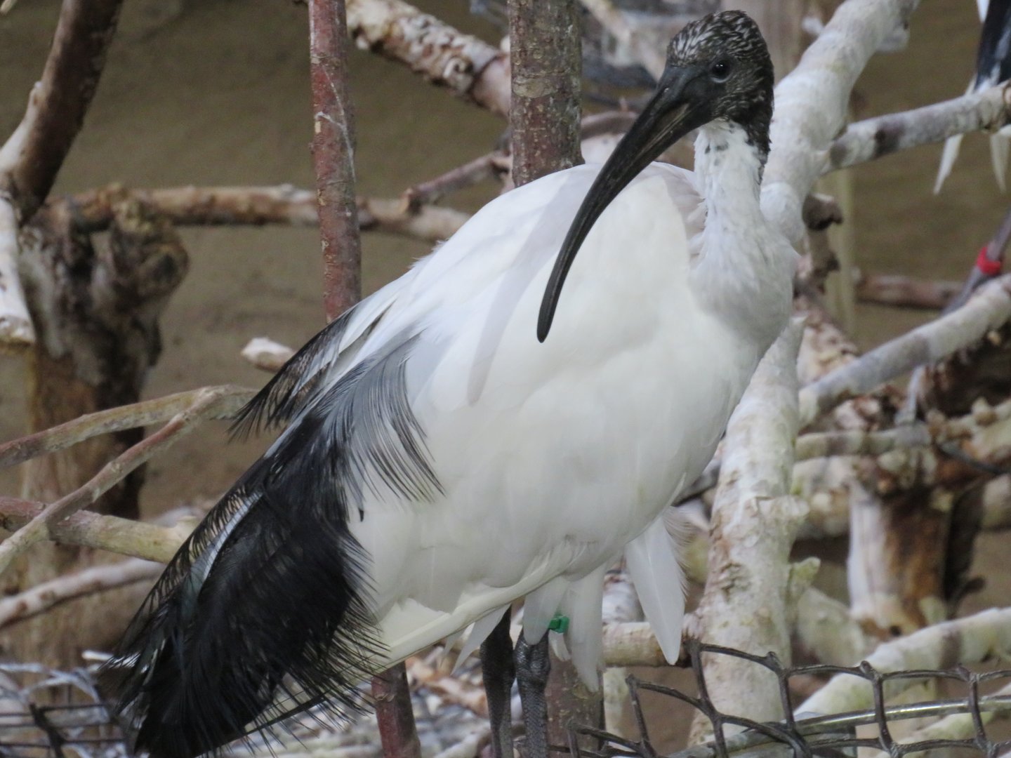 Sacred ibis