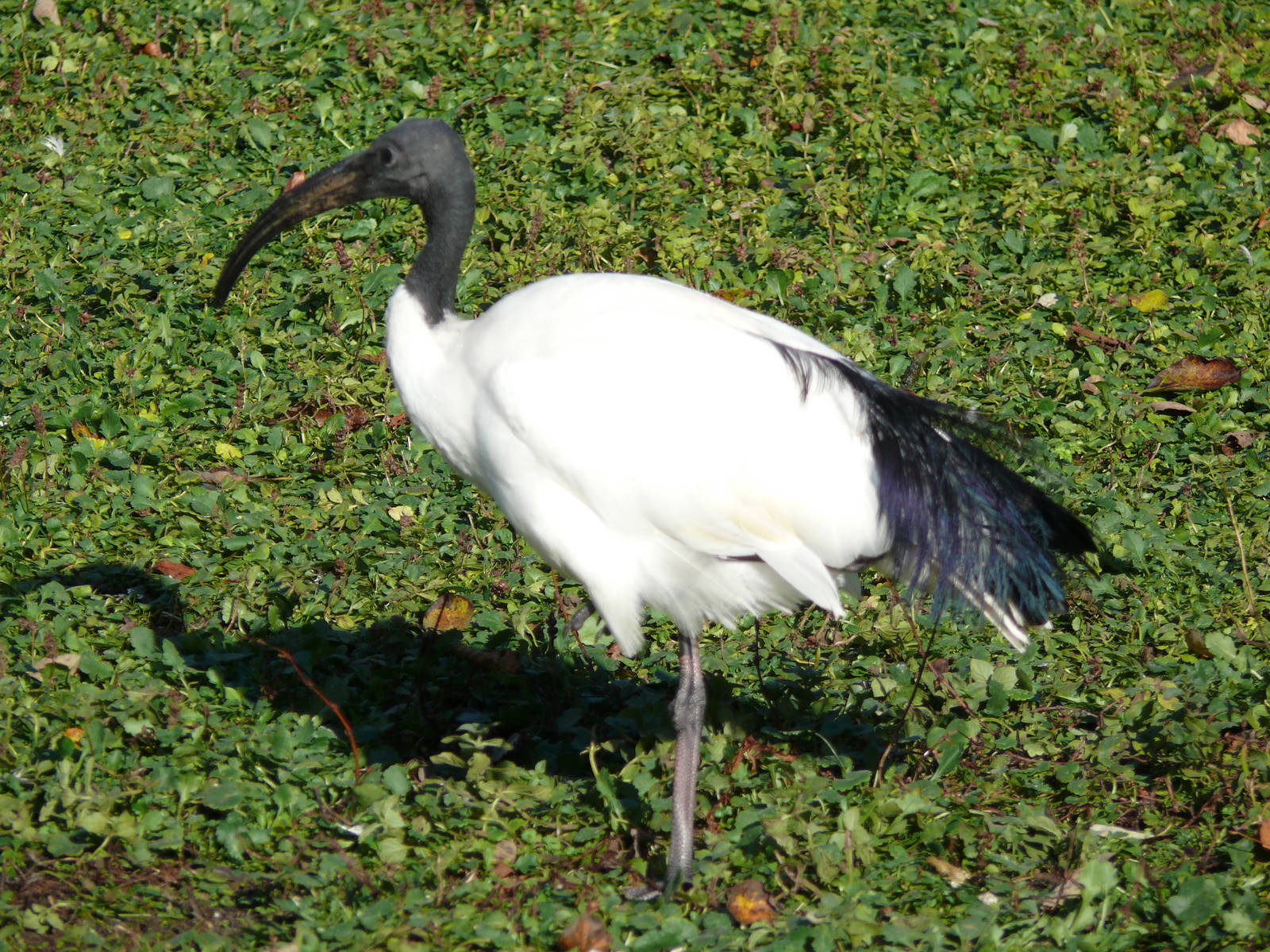 Sacred ibis