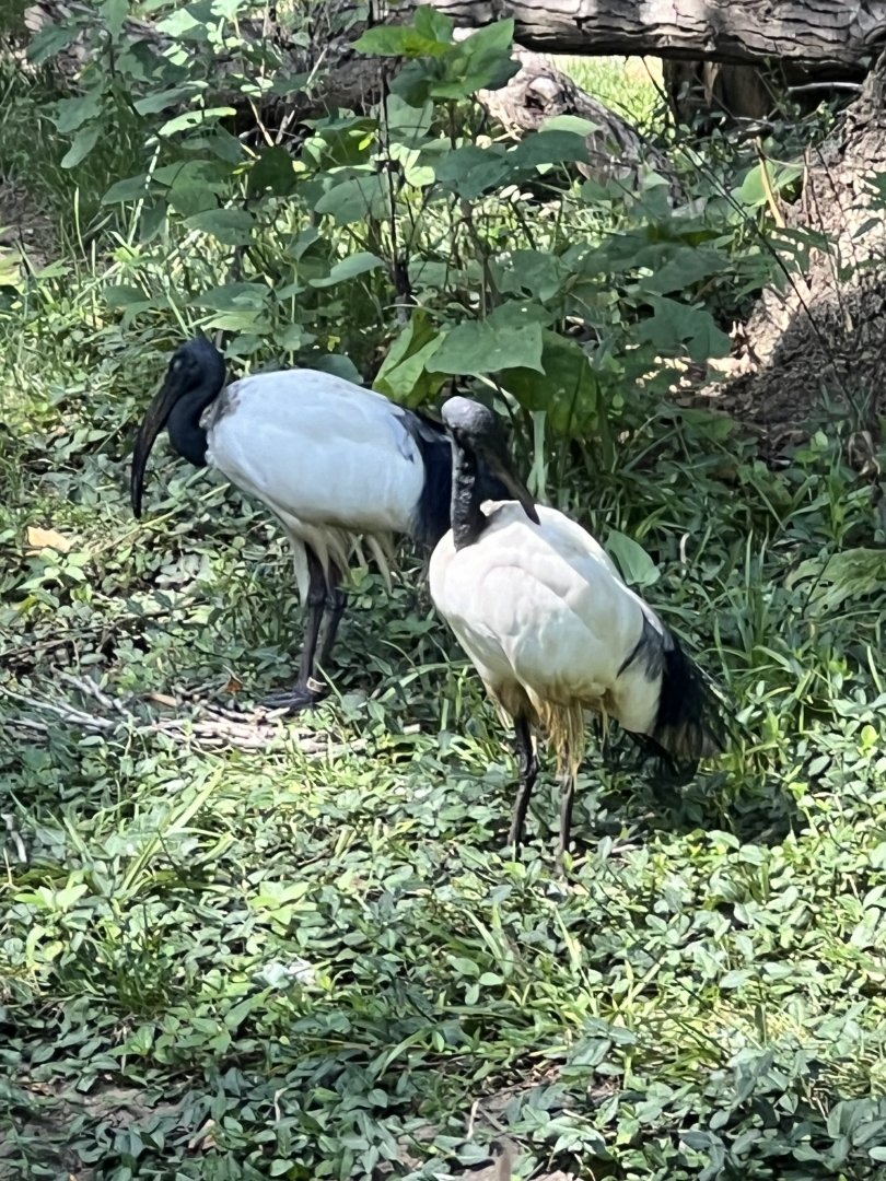 Sacred Ibis