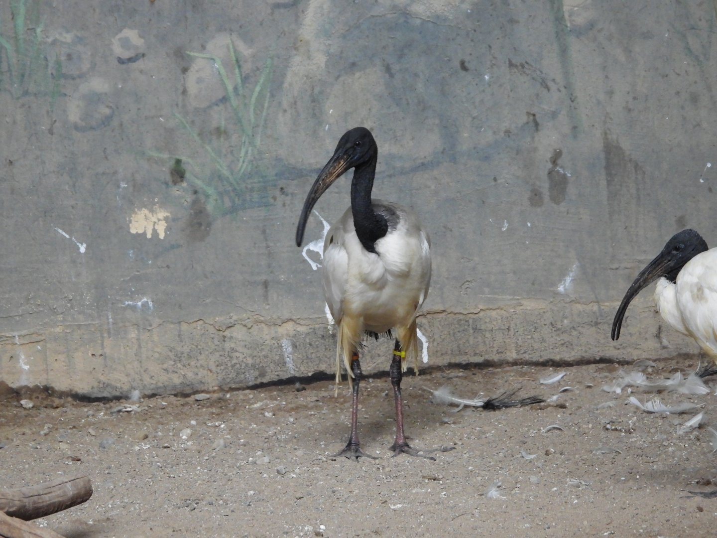 Sacred ibis