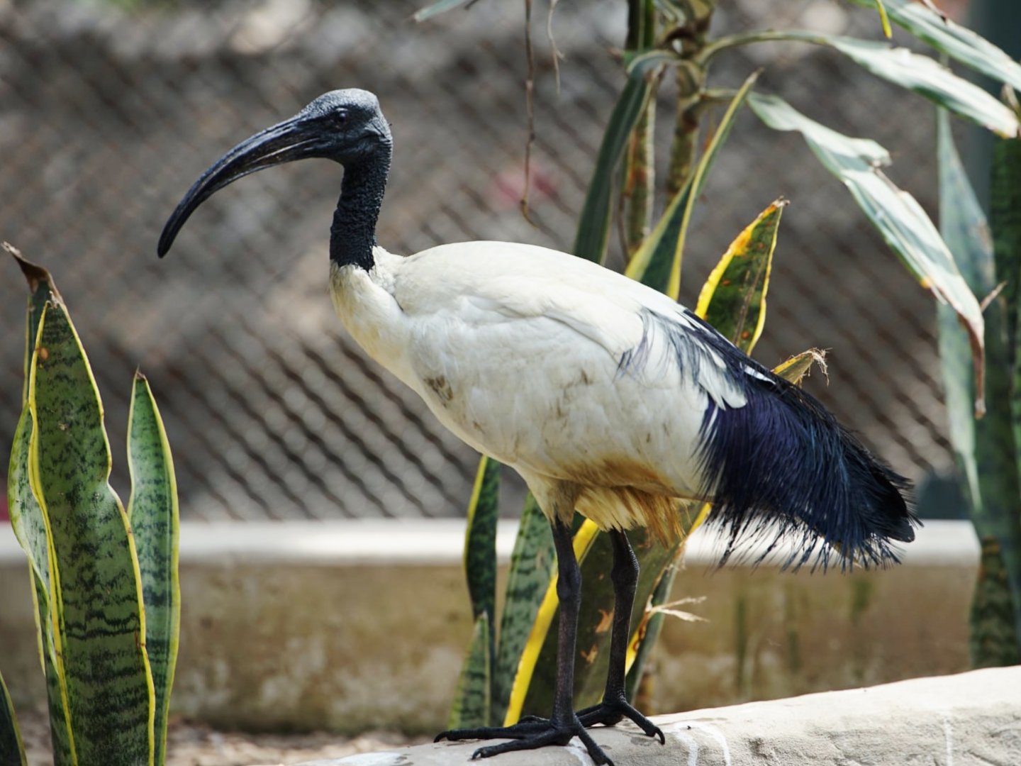 Sacred Ibis