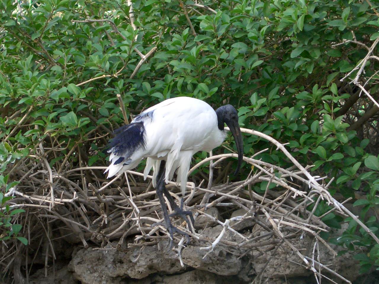 sacred ibis