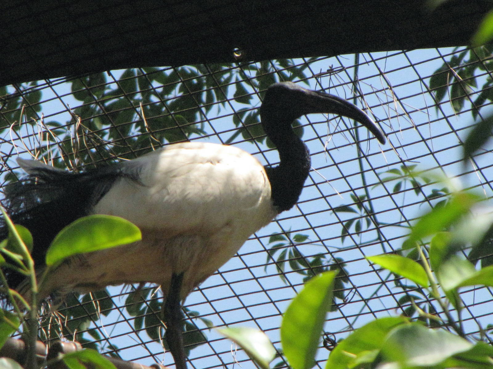 Sacred Ibis