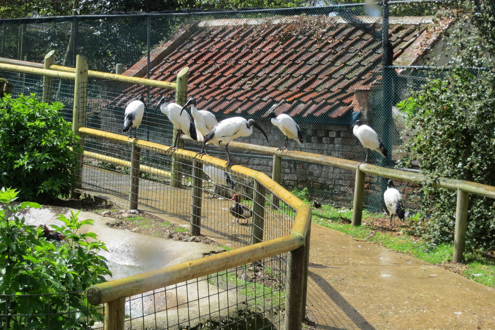 Sacred Ibises 060515
