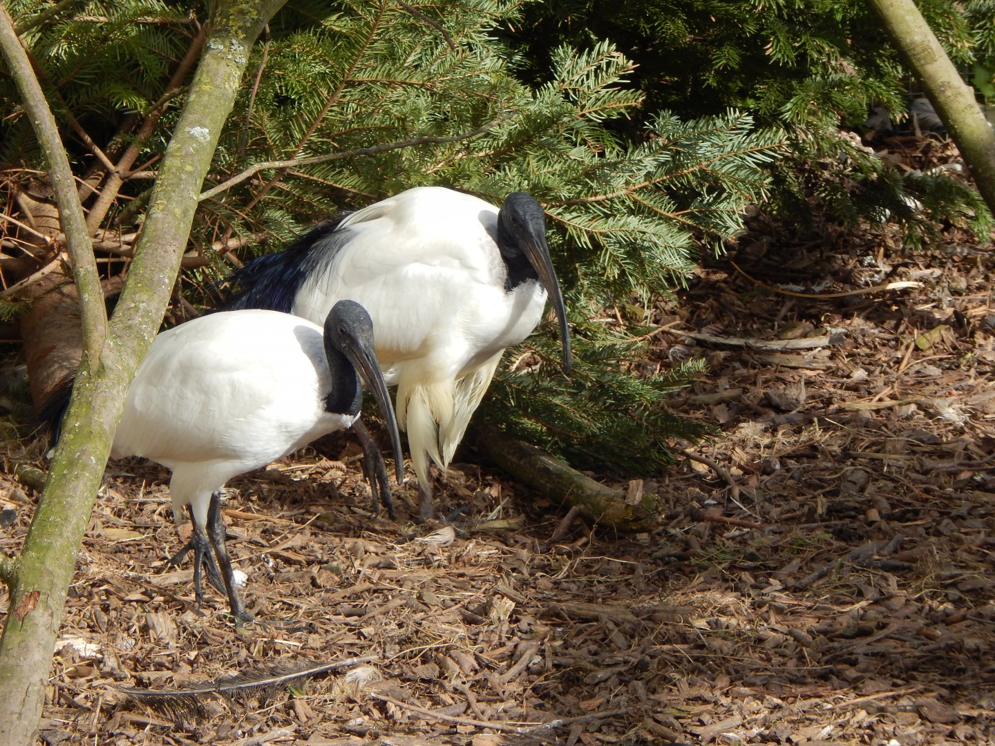 Sacred ibises 250222