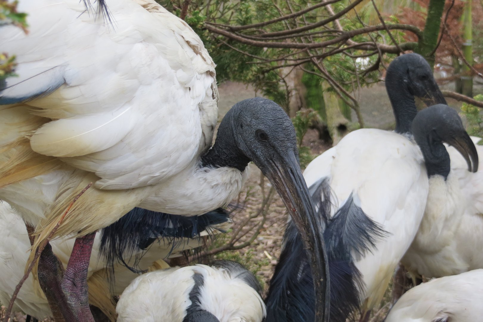 Sacred ibises 280418