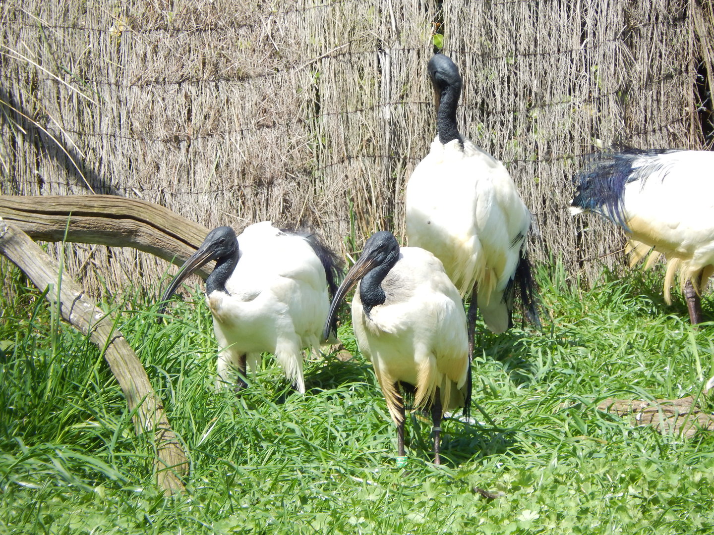 Sacred ibises 280423