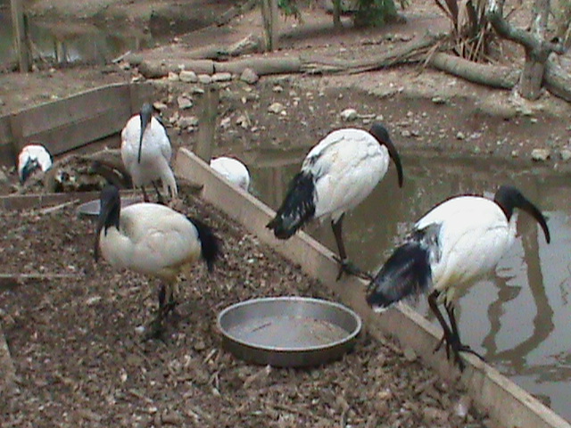 Sacred ibises 300411