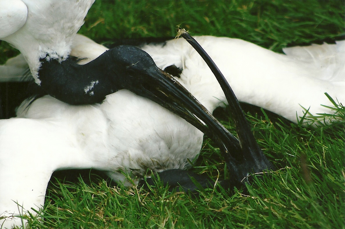 Sacred Ibises 5th September 2011