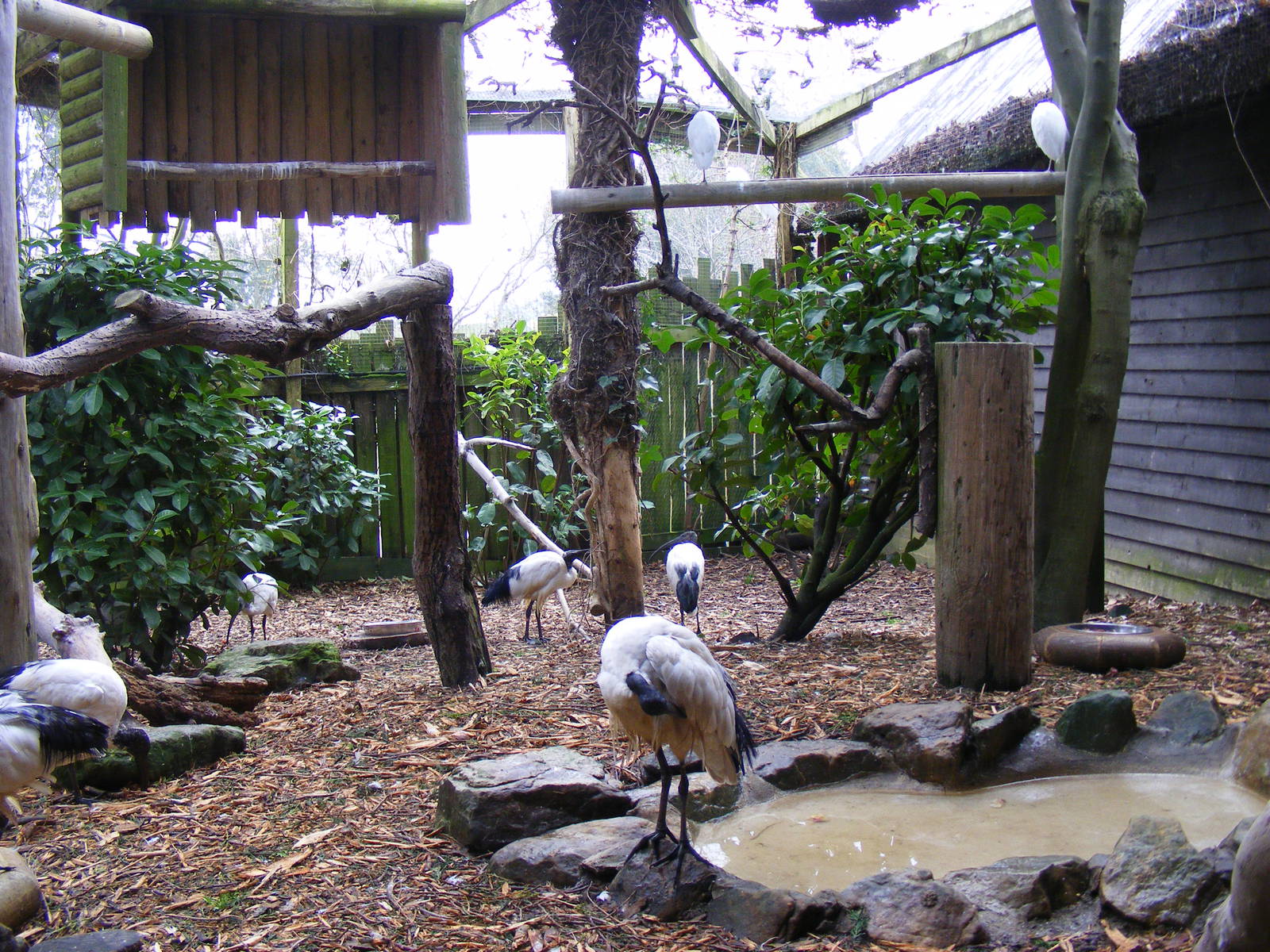 Sacred ibises and cattle egrets at Drusillas Park, 20 March 2011