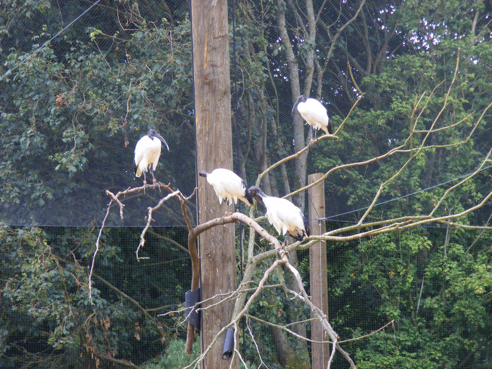 Sacred ibises at Birdworld, 1 July 2011