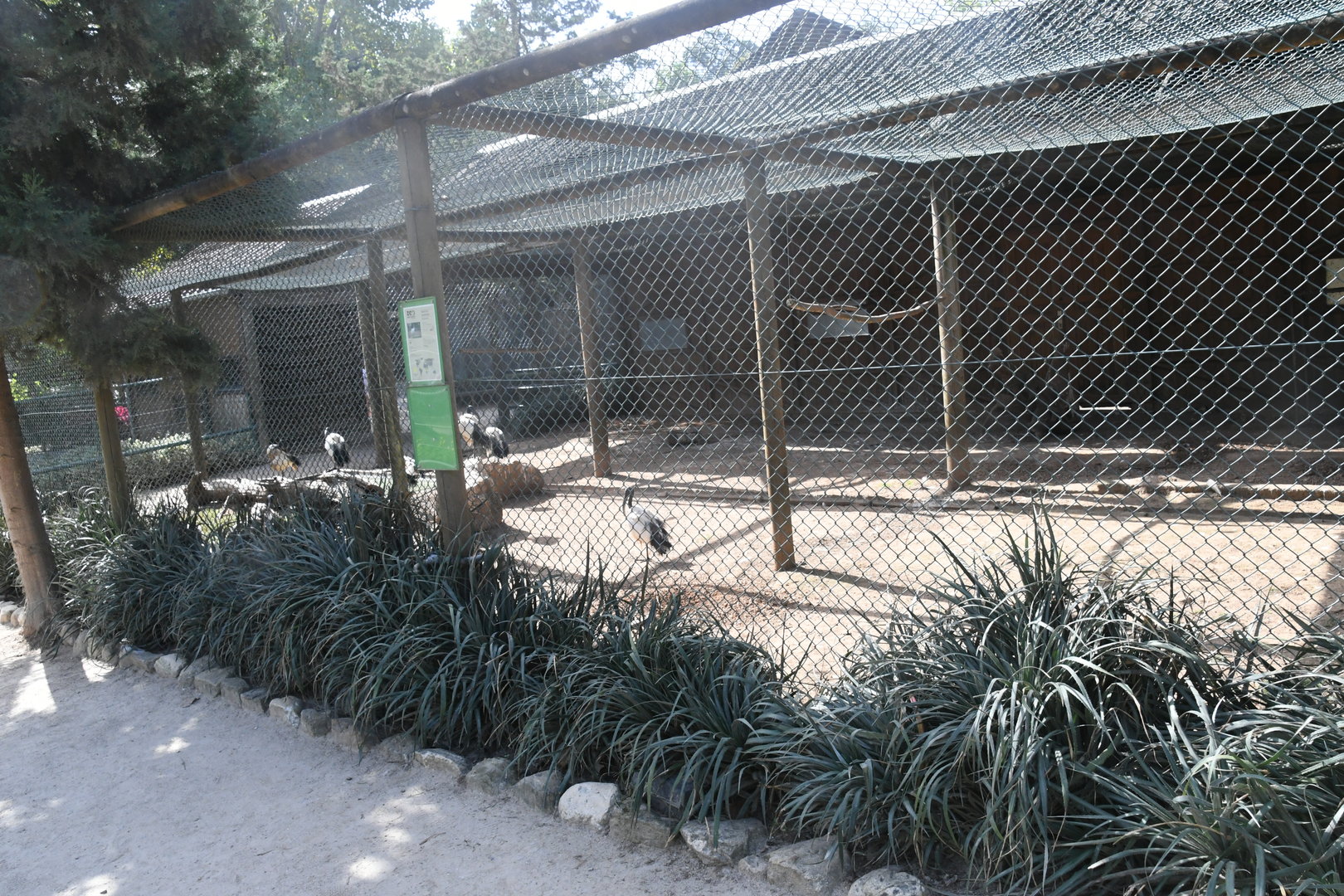 Sacred Ibises aviary