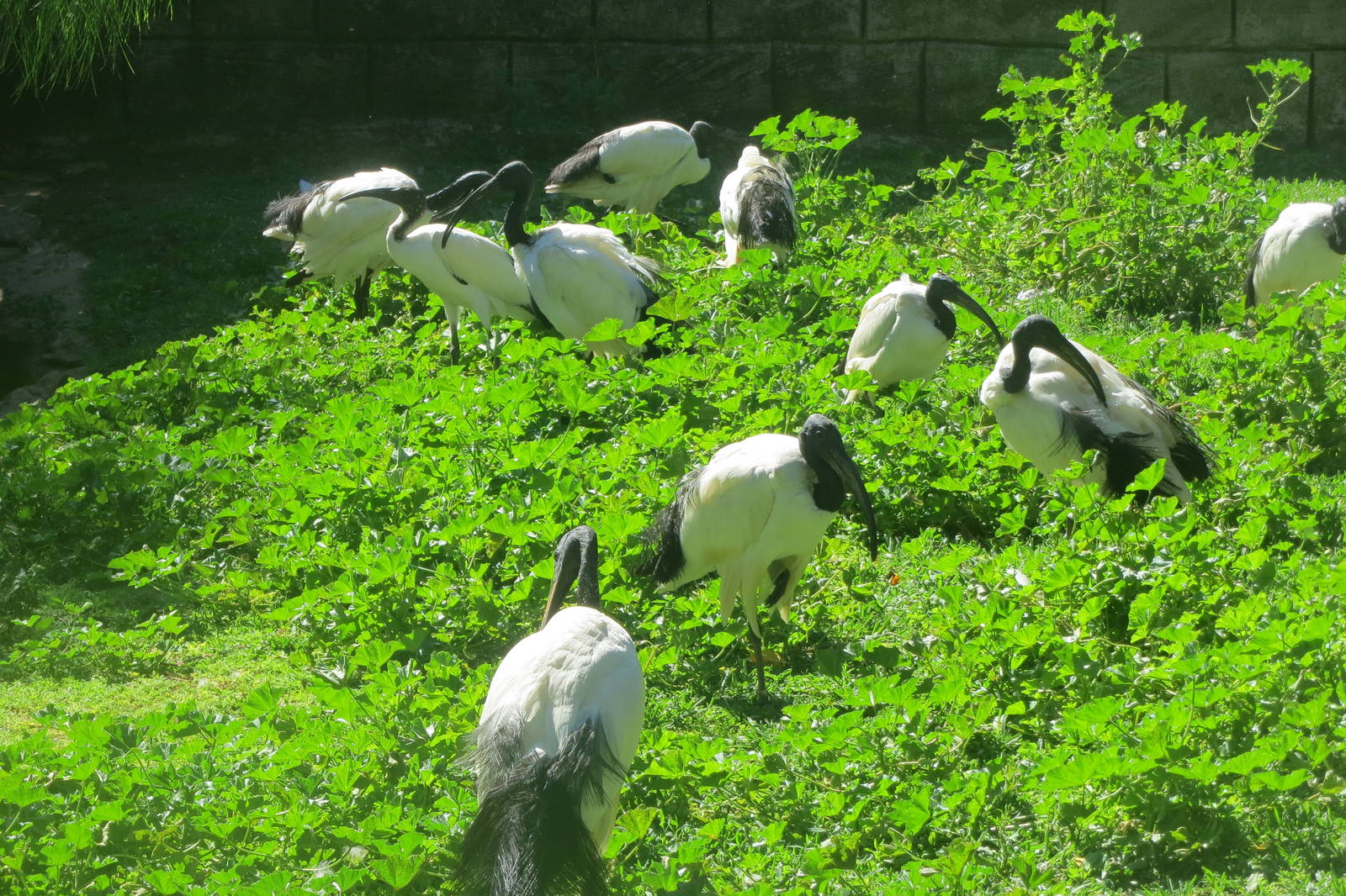 Sacred Ibises May 2014