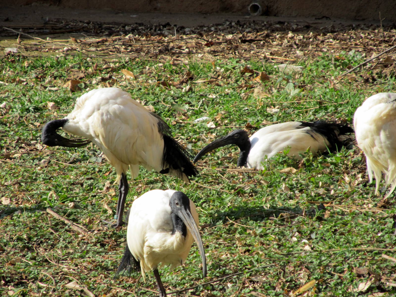 Sacred Ibises