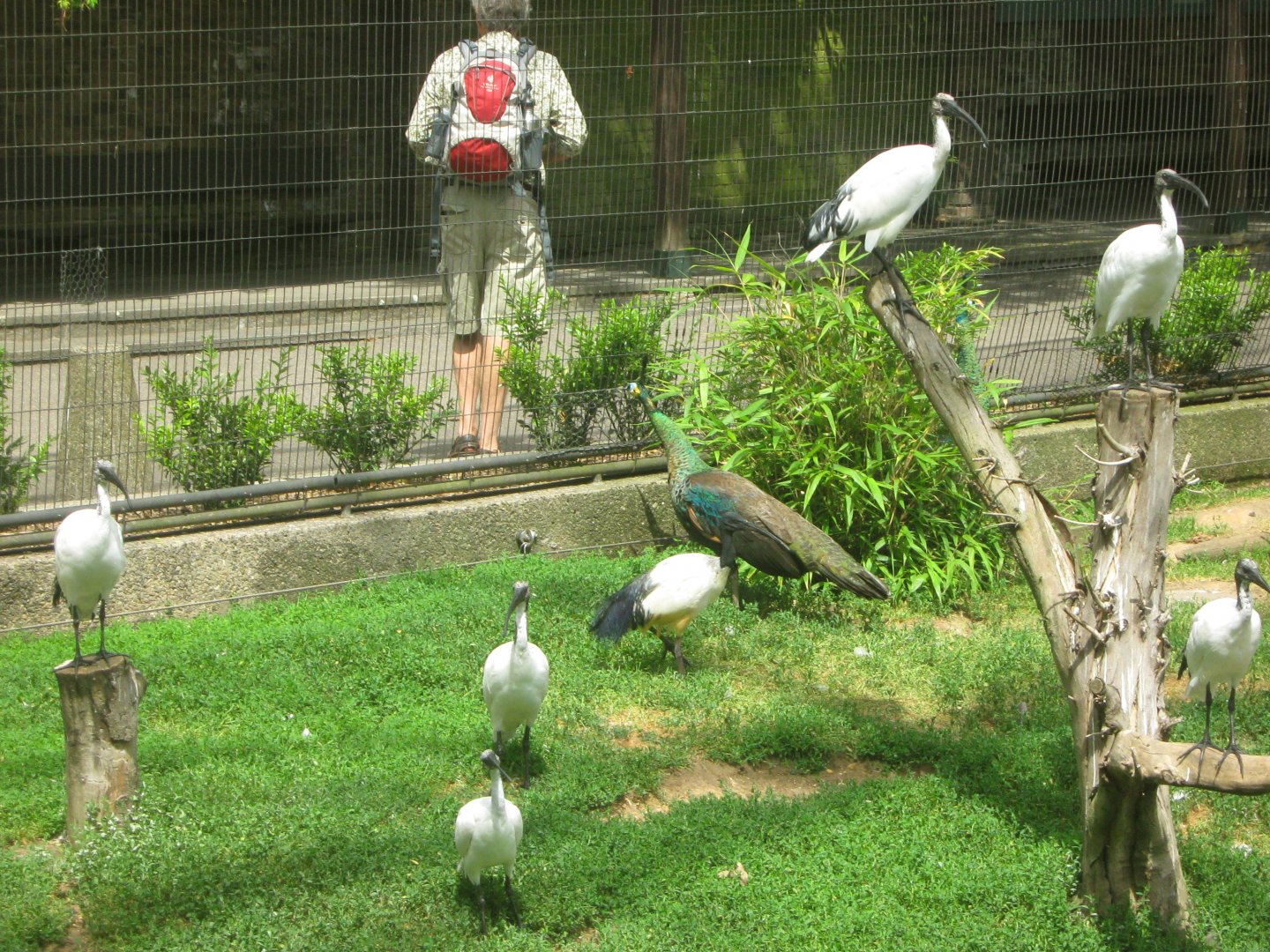 Sacred Ibises