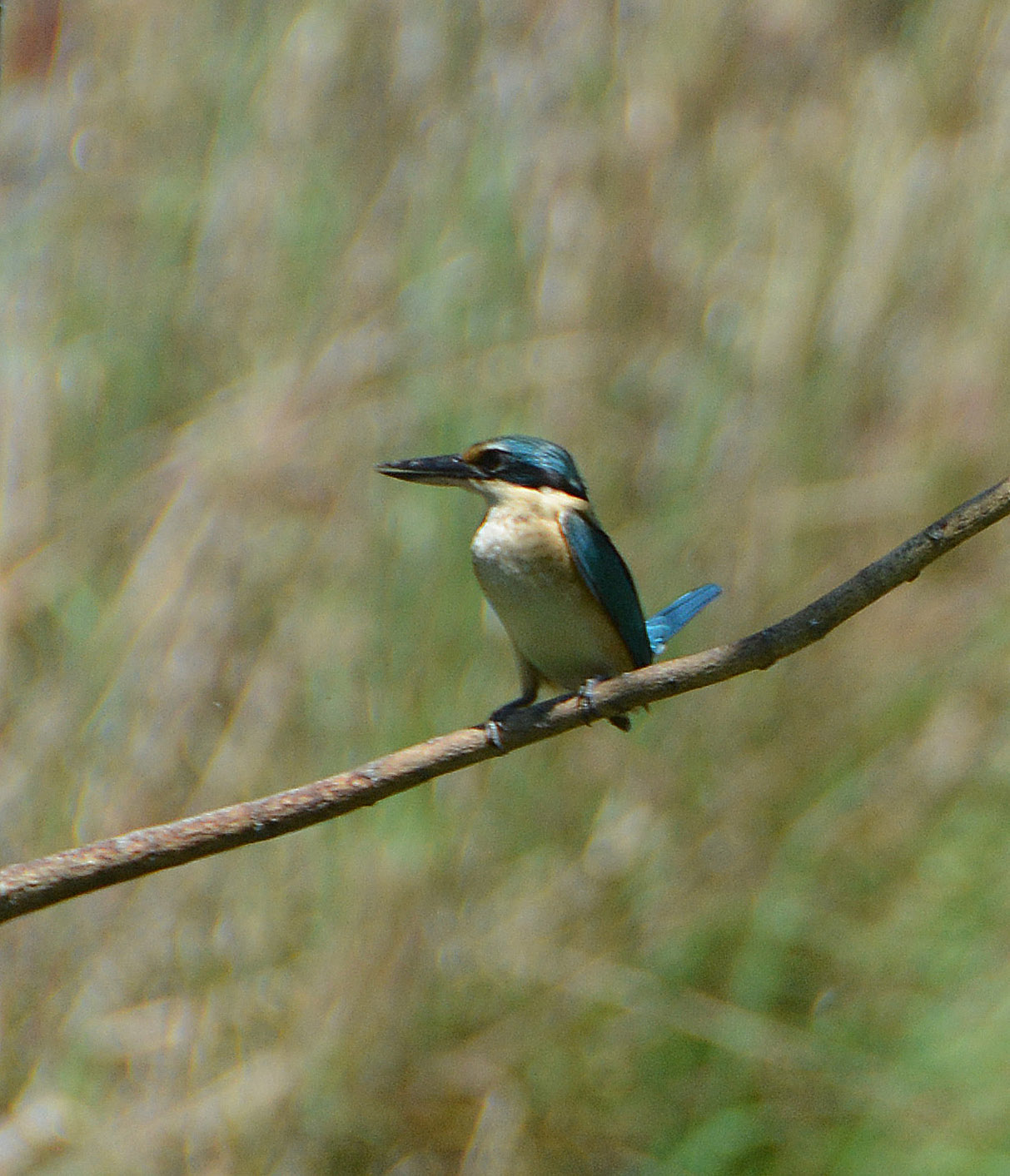 Sacred kingfisher 1