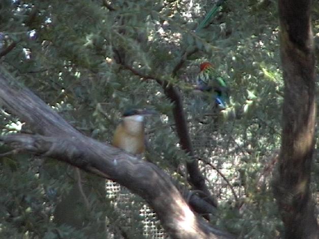 Sacred Kingfisher and Eastern Rosella (2004)