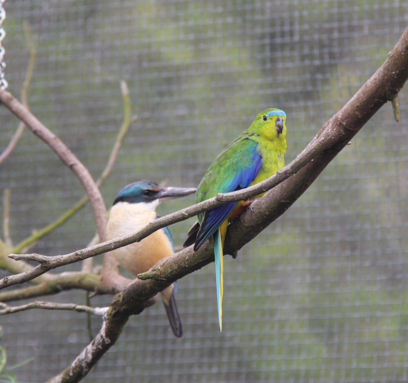 Sacred Kingfisher and Orange-bellied Parrot at Moonlit Sanctuary