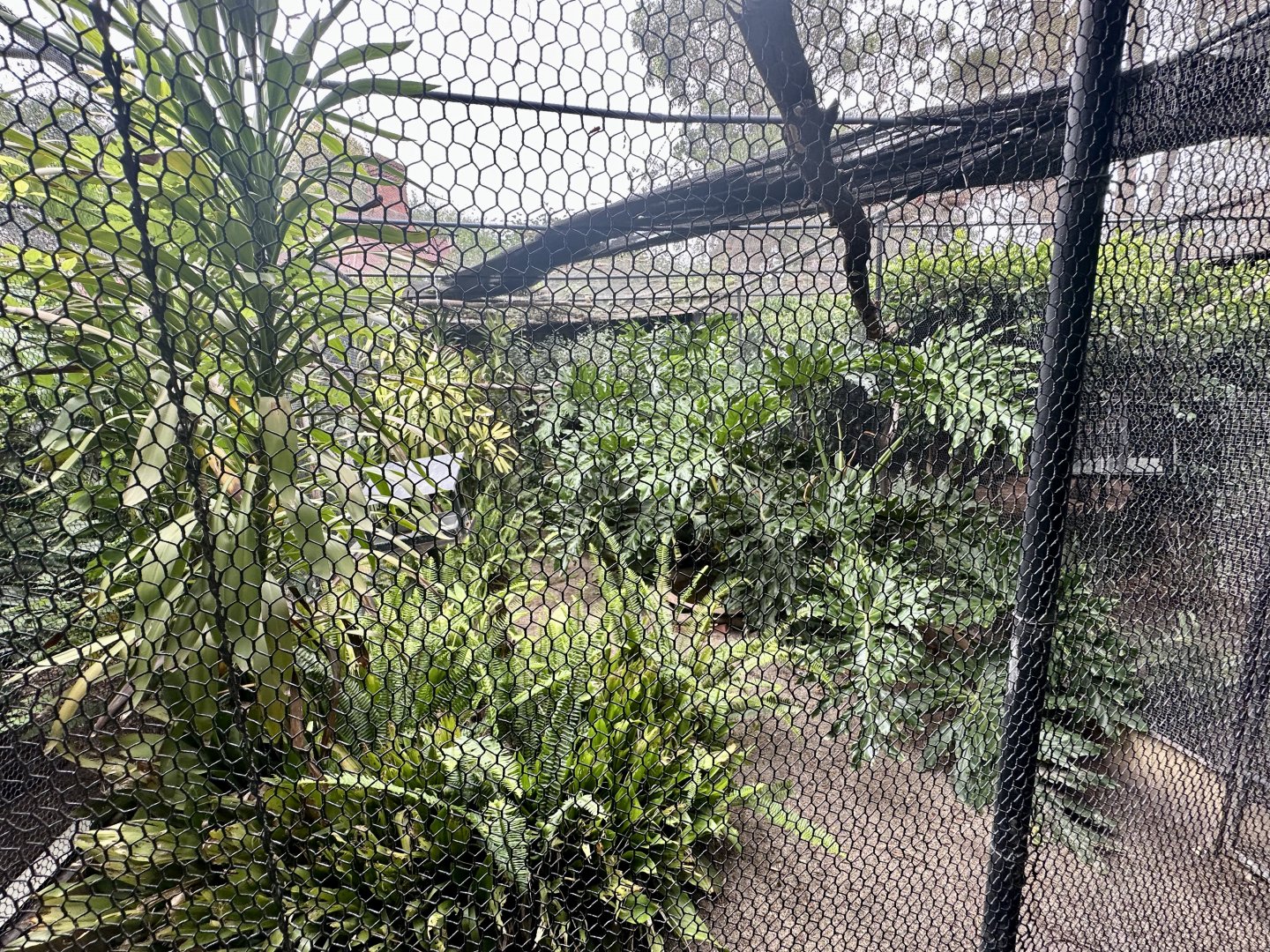 Sacred Kingfisher Aviary