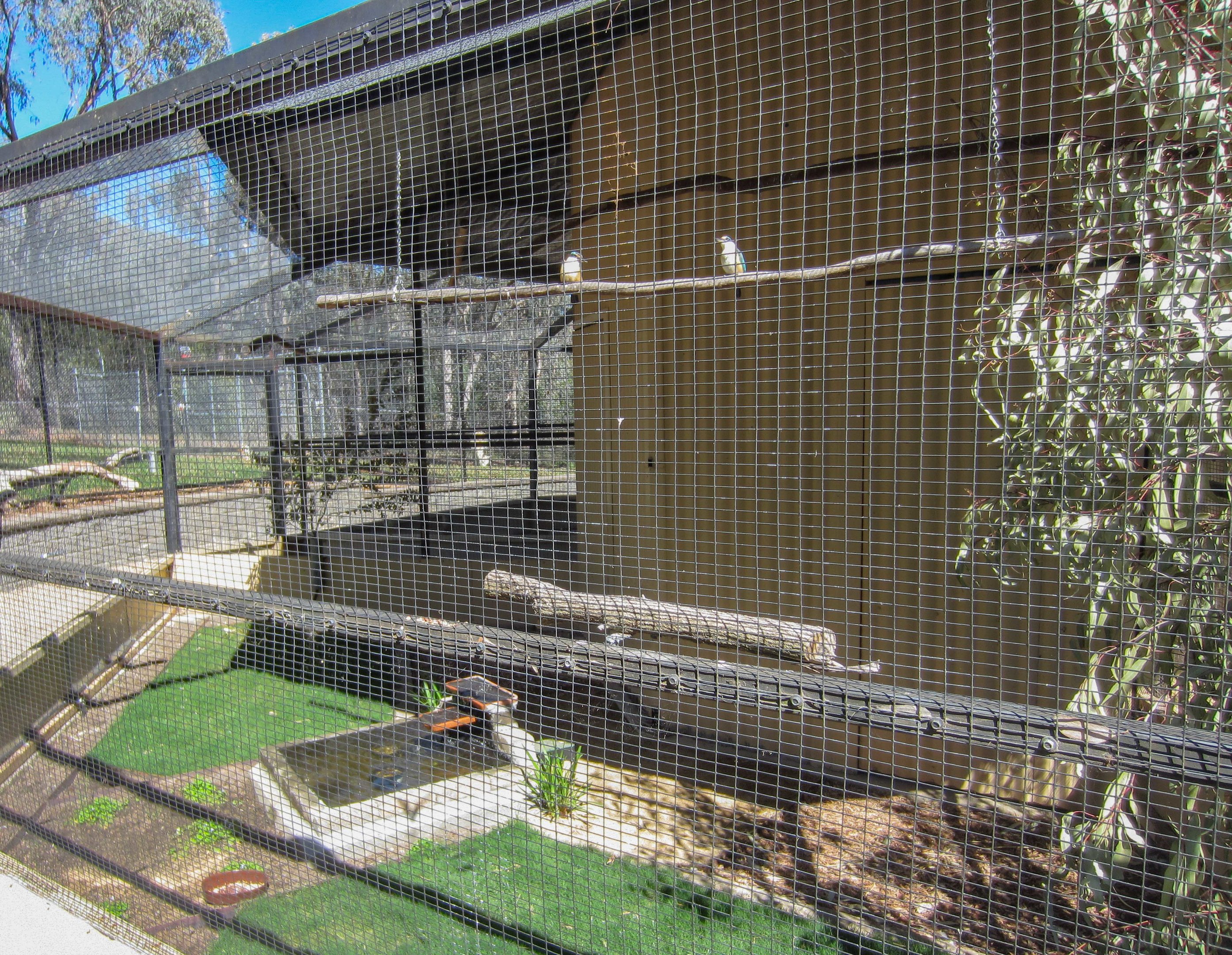 Sacred Kingfisher cage