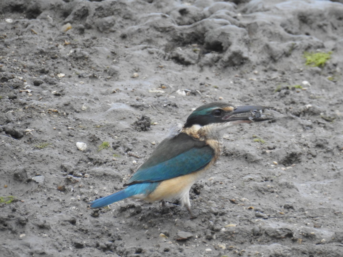 Sacred Kingfisher - Cairns Esplanade (Cairns)