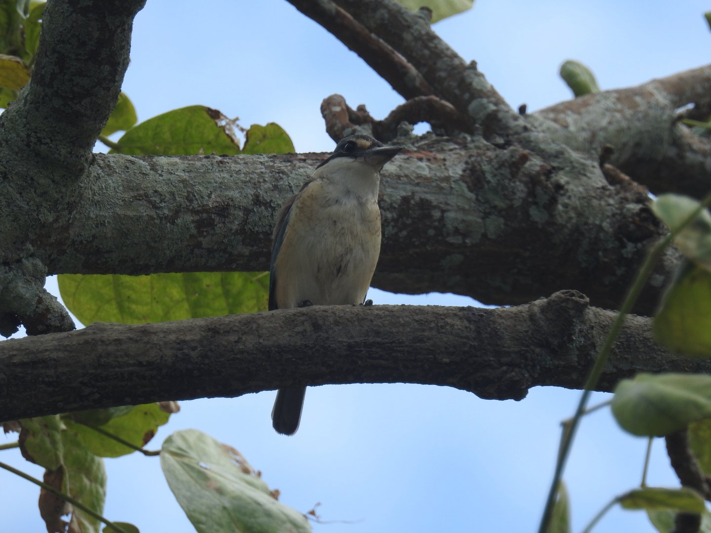 Sacred Kingfisher - Cairns Esplanade (Cairns)